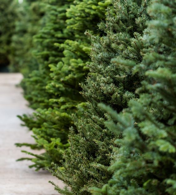 ALBERI DI NATALE